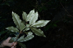 Heritiera trifoliolata