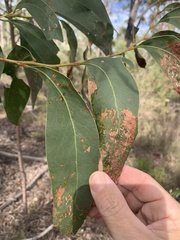 Acacia bancroftiorum
