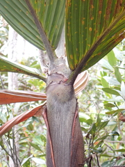 Basselinia eriostachys