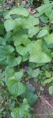Viola communis