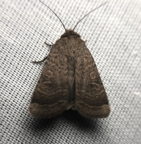 iNaturalist observation photo of Abagrotis