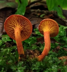 Erythrophylloporus