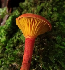 Erythrophylloporus