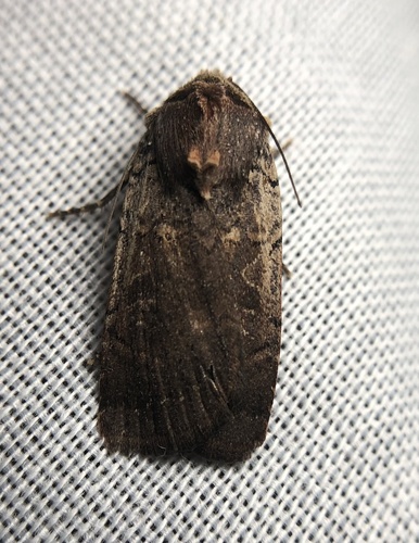 iNaturalist observation photo of Parabagrotis