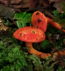 Erythrophylloporus