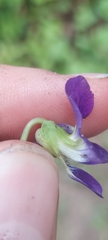 Viola communis
