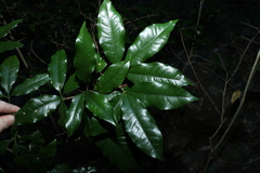 Heritiera trifoliolata