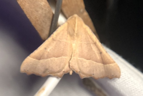 iNaturalist observation photo of Pero radiosaria
