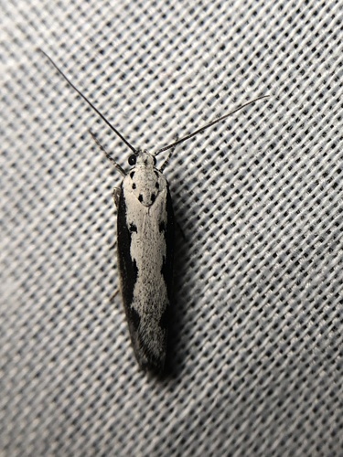 iNaturalist observation photo of Ethmia
