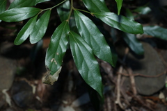 Cryptocarya triplinervis pubens