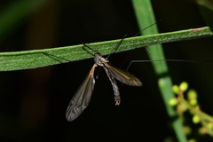 Leptotarsus hilli