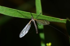 Leptotarsus hilli