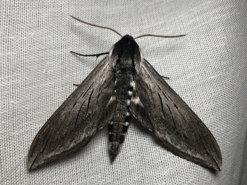 iNaturalist observation photo of Elegant Sphinx