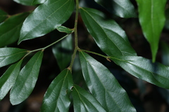 Cryptocarya triplinervis pubens