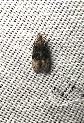 iNaturalist observation photo of Curved-horn Moths