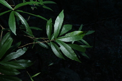 Atractocarpus chartaceus