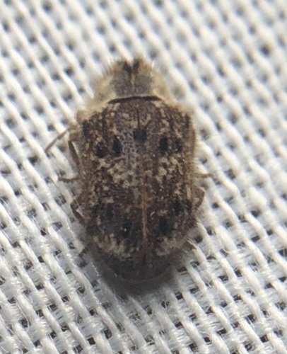 iNaturalist observation photo of Trichodesma cristata