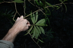 Atractocarpus chartaceus