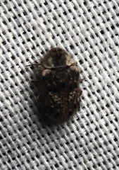 Trichodesma cristata