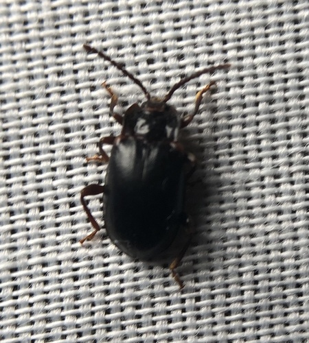 iNaturalist observation photo of Aphorista morosa