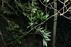 Atractocarpus chartaceus