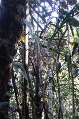 Basselinia deplanchei