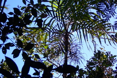 Basselinia deplanchei