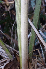 Basselinia deplanchei