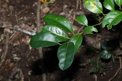 Cryptocarya foetida