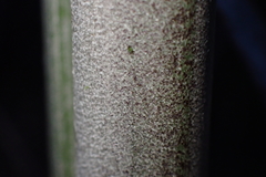 Basselinia deplanchei