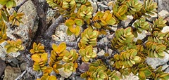 Pimelea traversii traversii