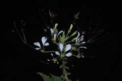 Cleome gynandra