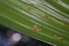 Basselinia deplanchei