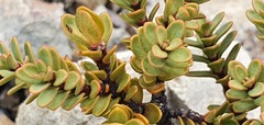 Pimelea traversii traversii