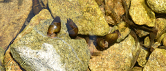 Semisulcospira