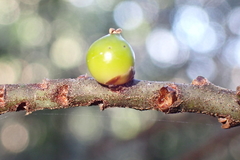 Basselinia deplanchei