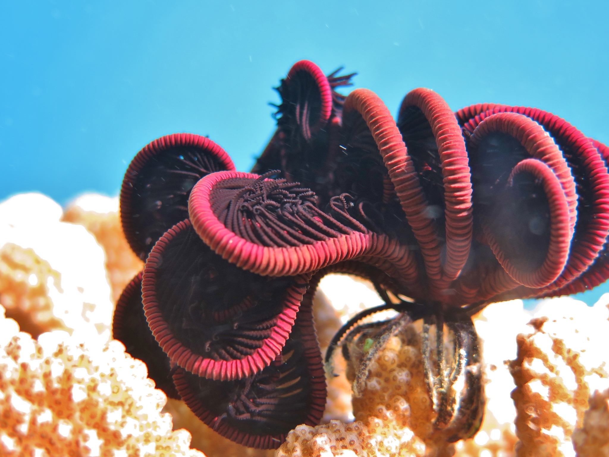 Class Crinoidea