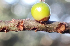 Basselinia deplanchei