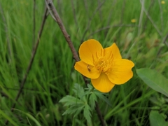 Trollius vicarius