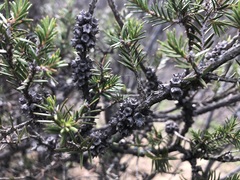 Melaleuca wilsonii