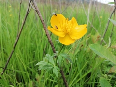 Trollius vicarius