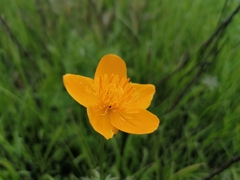 Trollius vicarius