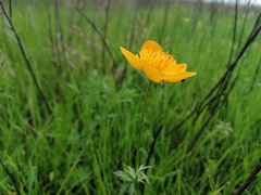 Trollius vicarius