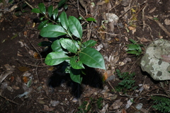 Cryptocarya foetida