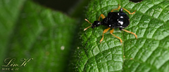 Phymatapoderus