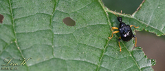 Phymatapoderus
