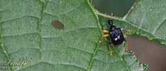 Phymatapoderus