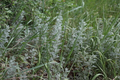 Artemisia pontica