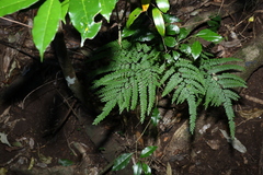 Adiantum formosum