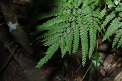 Adiantum formosum